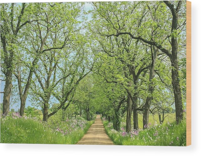 Trees Wood Print featuring the photograph Springtime in the Country #1 by Susan Hope Finley
