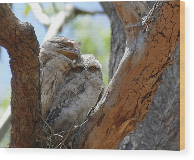 Animals Wood Print featuring the photograph Tawny Frogmouth Cuddle by Maryse Jansen