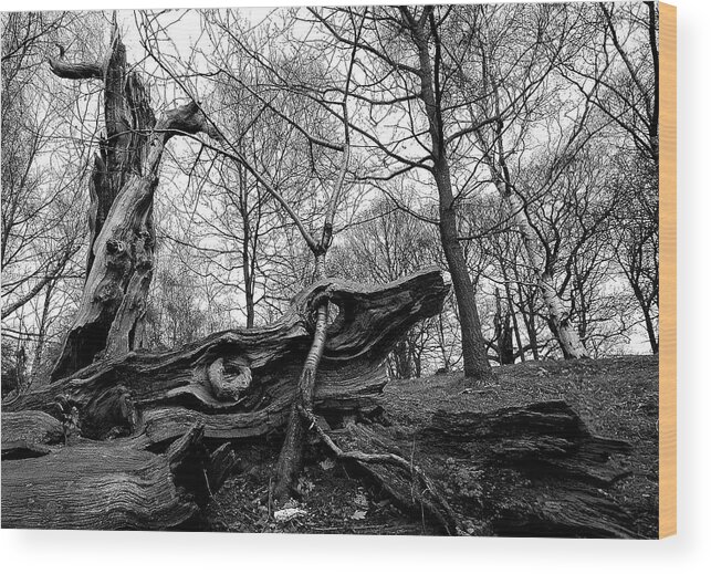 Trees Wood Print featuring the photograph Generations by Remigiusz MARCZAK