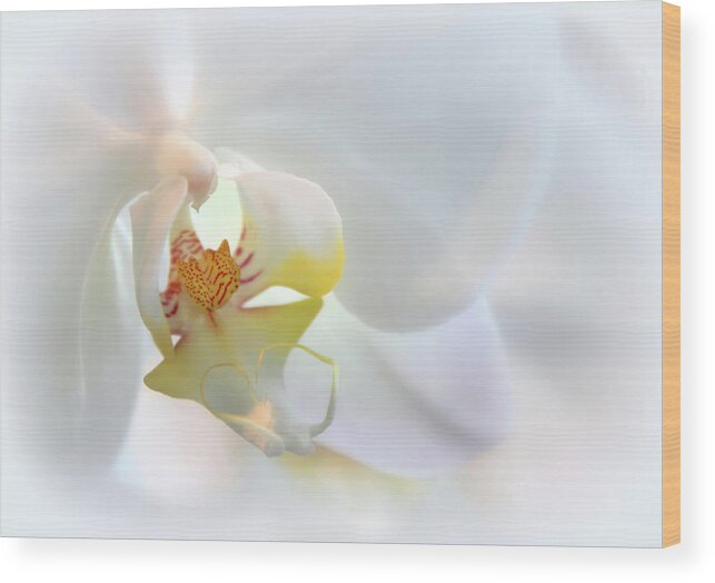 Flowers Wood Print featuring the photograph Soft Spoken #2 by Jessica Jenney