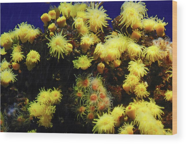 Colorful Wood Print featuring the photograph Under water coral life #2 by Severija Kirilovaite