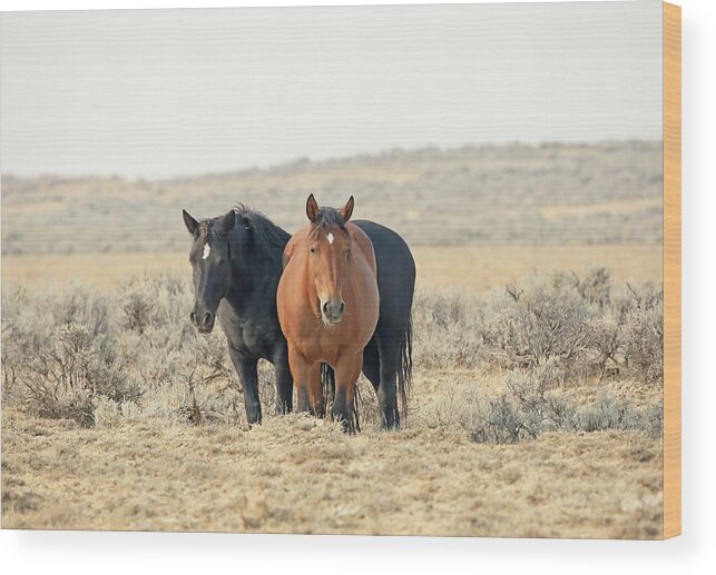 Mustangs Wood Print featuring the photograph 2021 Watching by Jean Clark