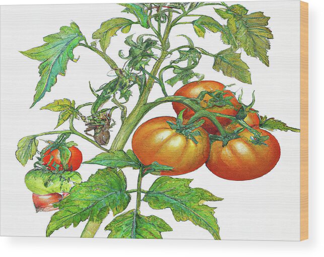 Tomatoes Wood Print featuring the digital art 3 Tomatoes 3c by Cathy Anderson