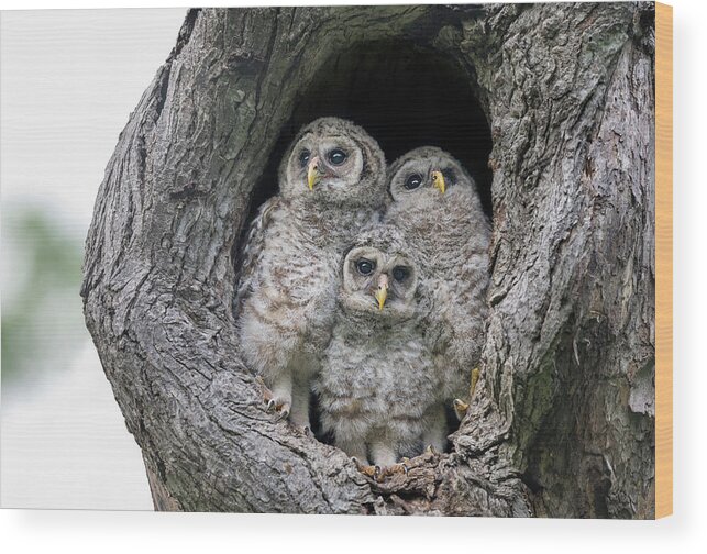 Baby Barred Owls Wood Print featuring the photograph Waiting for My Papa and Mama by Puttaswamy Ravishankar