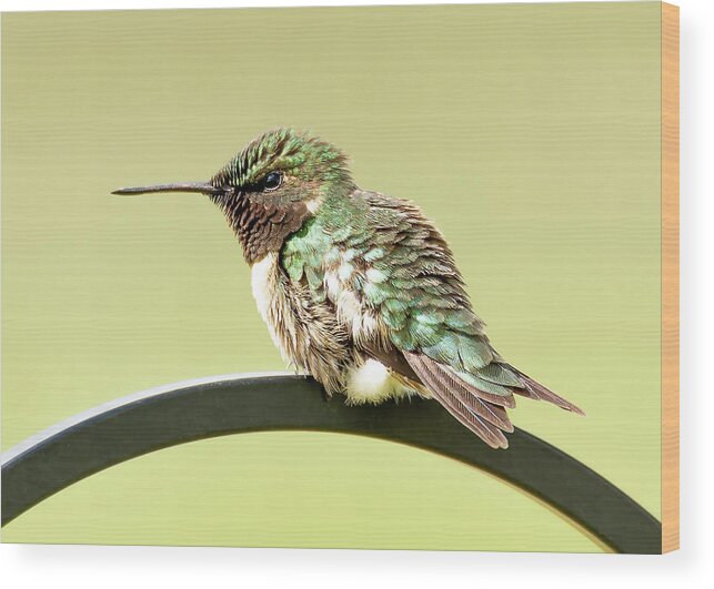 Hummingbird Wood Print featuring the photograph Hummingbird #9 by Holden The Moment