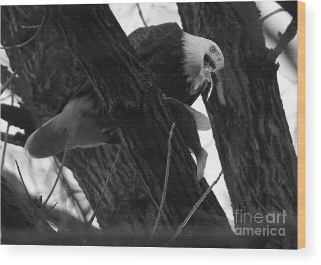 Conowingo Wood Print featuring the photograph A Mouthful Of Fish At Conowingo Dam Black And White by Adam Jewell