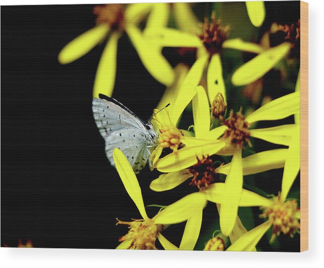 Celastrina Argiolus Wood Print featuring the photograph Butterfly Holly blue on yellow flower by Vaclav Sonnek
