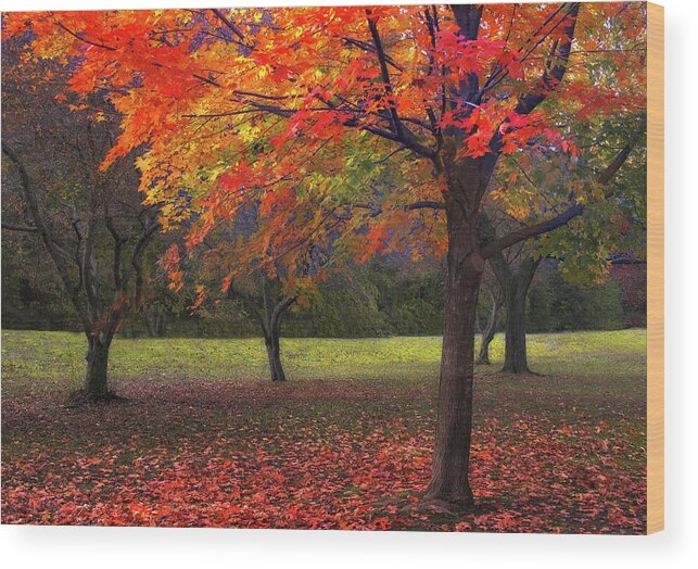Autumn Wood Print featuring the photograph Ablaze in Autumn by Jessica Jenney