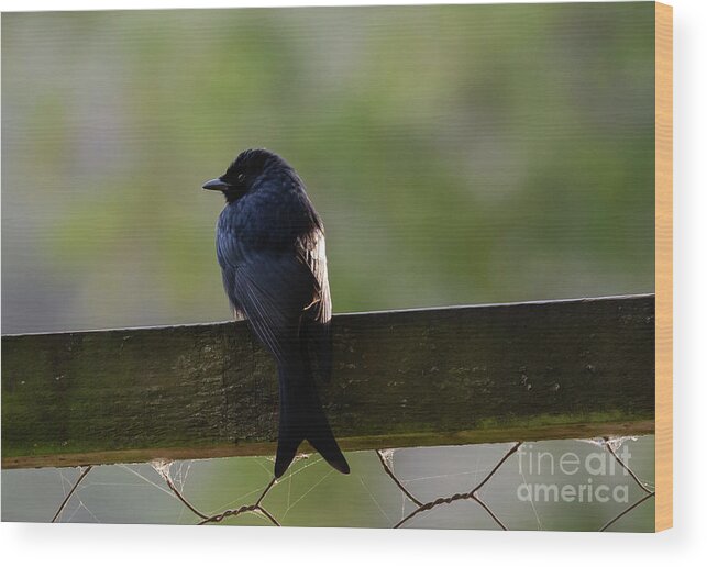 Fork-tailed Drongo Wood Print featuring the photograph African Drongo by Eva Lechner