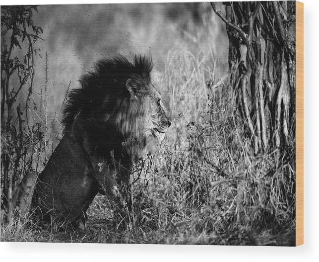 Africa Wood Print featuring the photograph After the hunt by Stefan Knauer