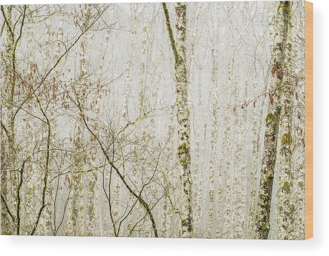 Alders Wood Print featuring the photograph Alders in the Fog by Robert Potts