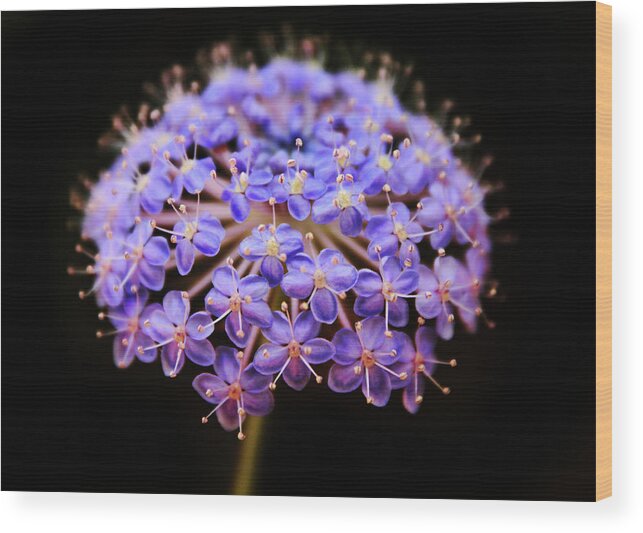 Flower Wood Print featuring the photograph Allium Floral by Jessica Jenney