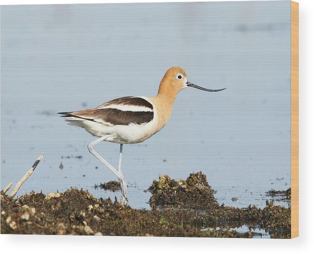 American Avocet Wood Print featuring the photograph American Avocet by Ryan Crouse