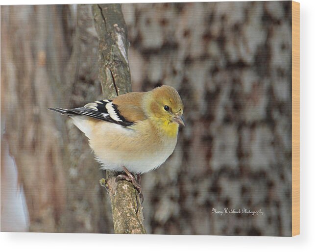 American Goldfinch Wood Print featuring the photograph American Goldfinch by Mary Walchuck
