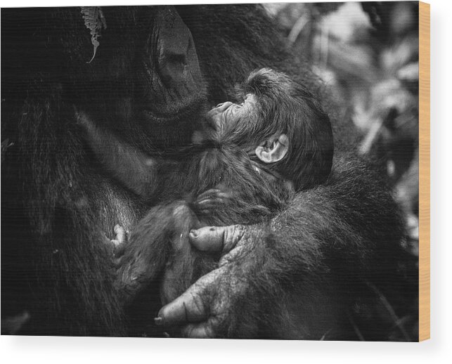 Gorilla Wood Print featuring the photograph Amour Maternelle by Kate Malone
