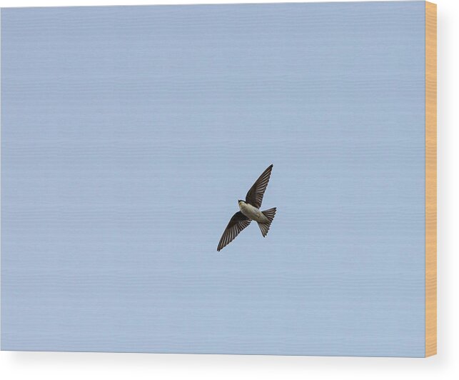 Sky Wood Print featuring the photograph Animals - Bird in Flight by Amelia Pearn