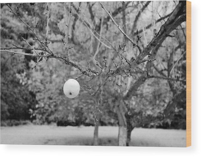 Black Forest Wood Print featuring the photograph Anti-gravity apple by Ioannis Konstas