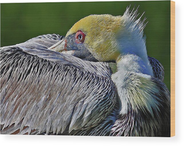 Pelican Wood Print featuring the photograph At Rest 2 by HH Photography of Florida