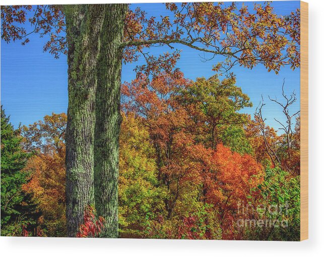 Autumn Wood Print featuring the photograph Autumn in the Blue Ridge Mountains by Shelia Hunt