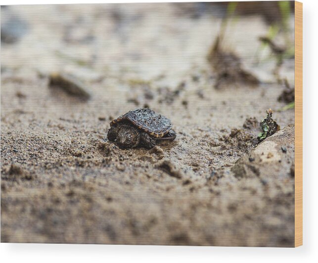 Animal Wood Print featuring the photograph Baby Turtle by Amelia Pearn