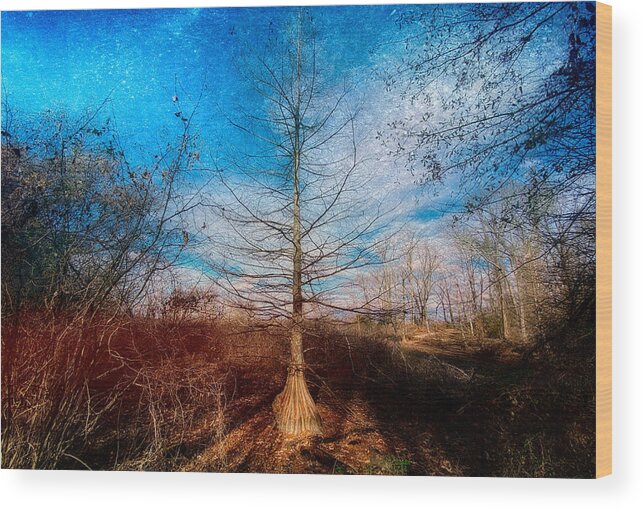 Tree Wood Print featuring the photograph Bald Cypress in a Dry Bog by Steven Gordon