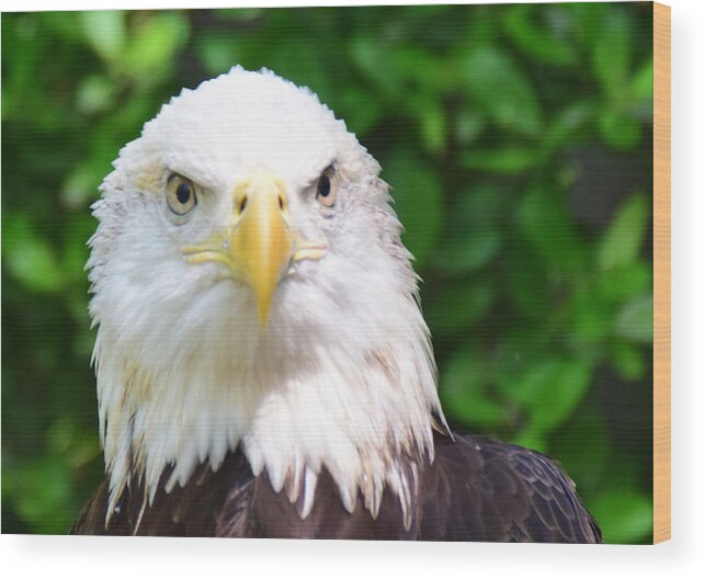 Bird Wood Print featuring the photograph Bald Eagle Stare by Ed Stokes