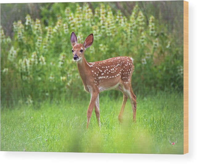 Deer Wood Print featuring the photograph Bambi by Pam Rendall