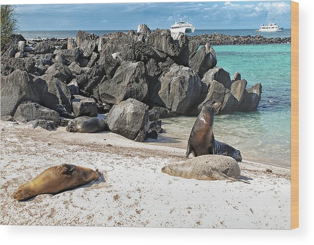 Animals In The Wild Wood Print featuring the photograph Beach with sea lions - Espanola island - Galapagos by Henri Leduc