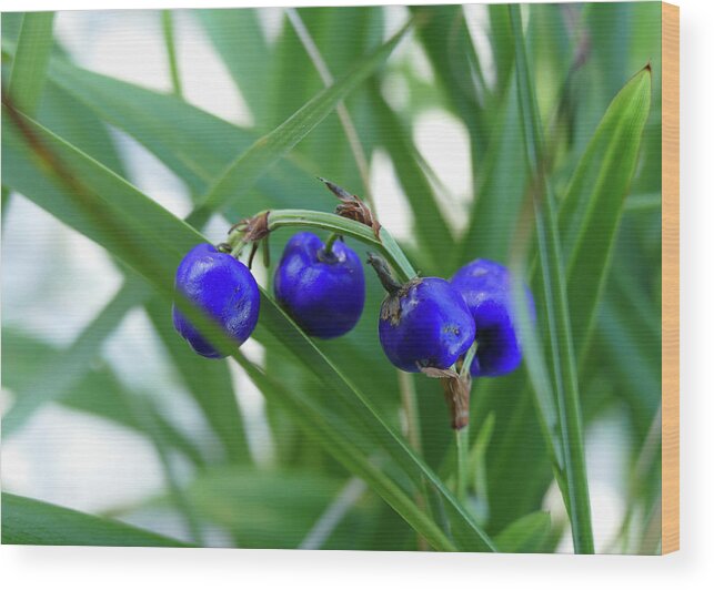 Plants Wood Print featuring the photograph Beautiful Blue Berries by Maryse Jansen