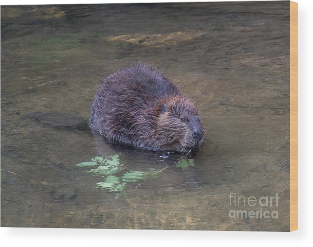 Mammals Wood Print featuring the photograph Beaver 2 by Chris Scroggins