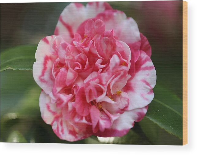 Camellia Wood Print featuring the photograph Bi-Color Camellia III by Mingming Jiang