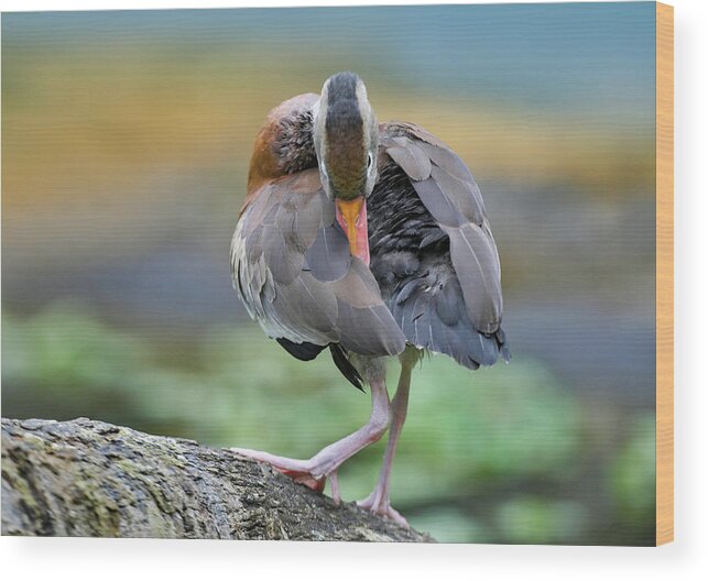 Tim Fitzharris Wood Print featuring the photograph Black bellied Whistling Duck Preening by Tim Fitzharris