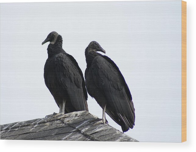  Wood Print featuring the photograph Black Vultures by Heather E Harman