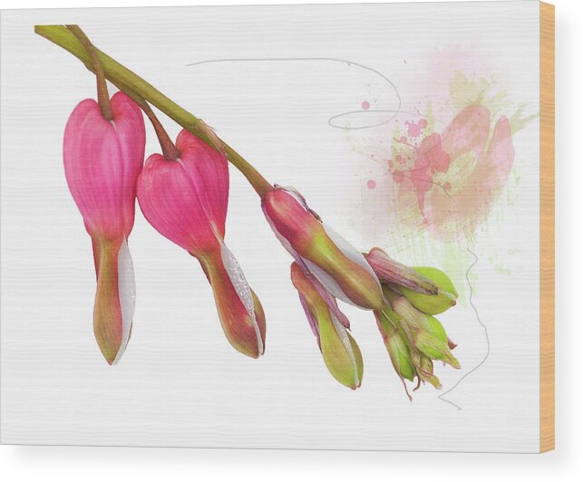 Heart Wood Print featuring the mixed media Bleeding Heart by Moira Law
