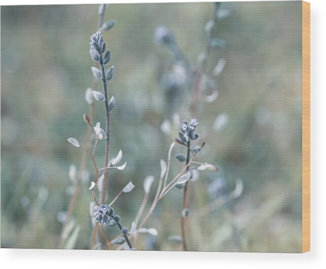 Plant Wood Print featuring the photograph Blue Field of Wild Flowers by Amelia Pearn