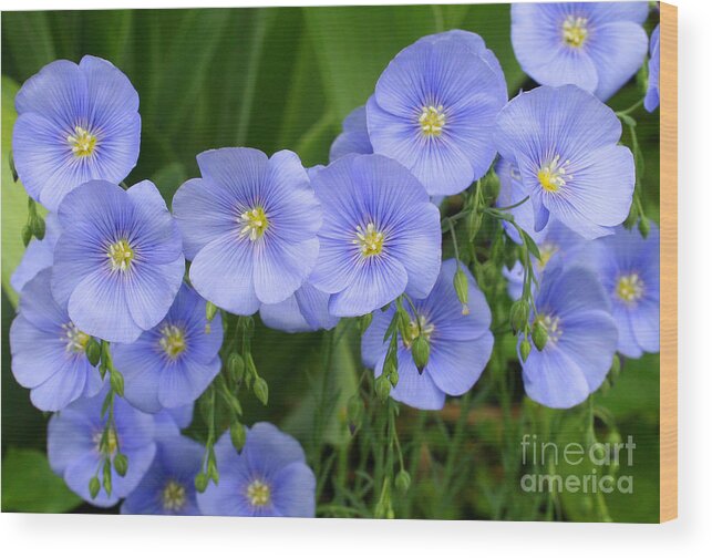 Flax Wood Print featuring the photograph Blue Flax by Steve Augustin