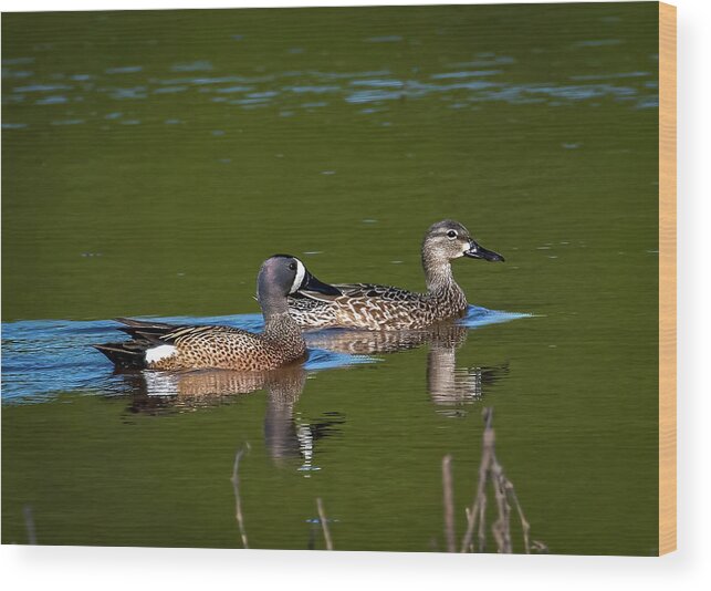 Animals Wood Print featuring the photograph Blue Winged Teal by Brian Shoemaker