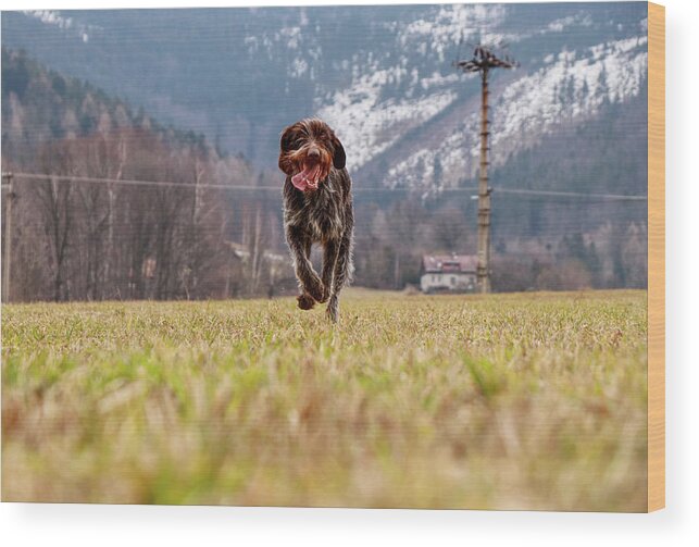 Bohemian Wire Wood Print featuring the photograph Bohemian Wire Haired Pointing Griffon running towards to me for some food. She jumps and runs to me for my order. by Vaclav Sonnek