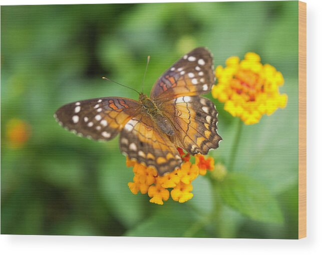 Butterfly Wood Print featuring the photograph Brown Peacock Butterfly by Rona Black