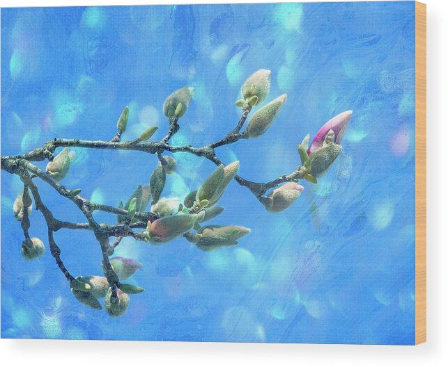 Magnolia Wood Print featuring the photograph Budding Magnolia by Cate Franklyn