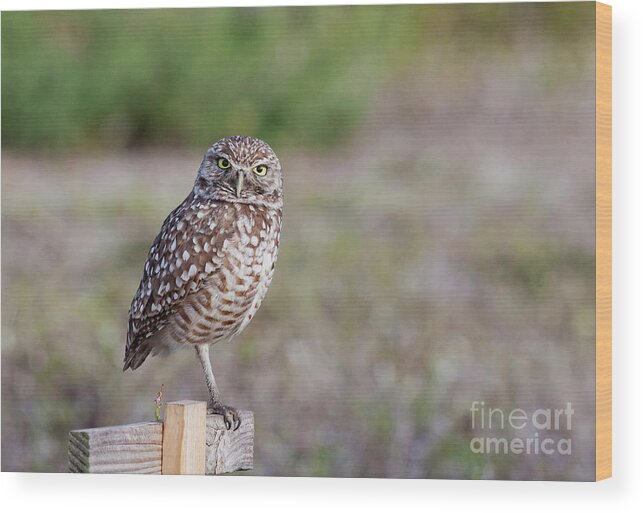 Burrowing Owl Wood Print featuring the photograph Burrowing Owl Stare Down by Jayne Carney