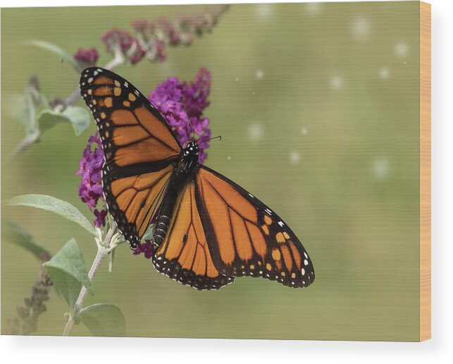 Monarch Butterfly Wood Print featuring the photograph Butterfly Art by Sandra J's