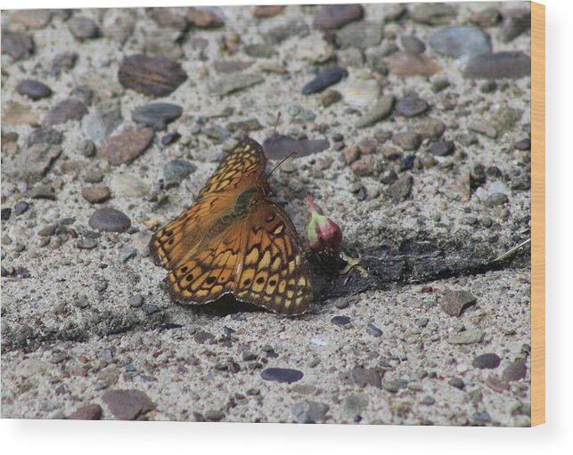 Butterfly Wood Print featuring the photograph Butterfly on the Sidewalk by Christopher Reed