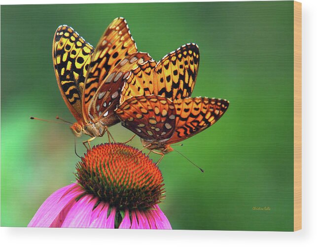Butterfly Wood Print featuring the photograph Butterfly Twins by Christina Rollo
