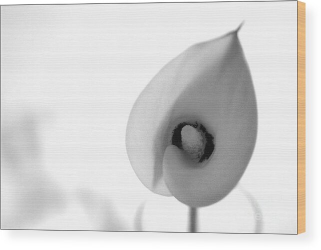 #calalily #nature #flower #interiordesign #floral #photography #fineart #art #images #print #blackandwhite Wood Print featuring the photograph Cala Lily by Jacquelinemari