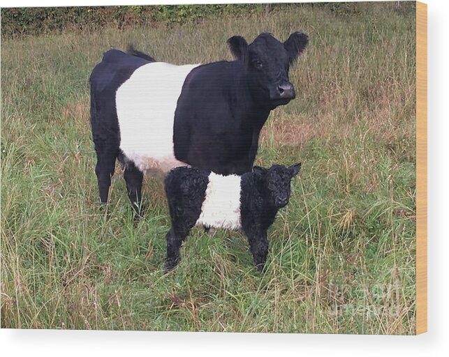 Belted Wood Print featuring the photograph Calf and Cow Belted Galloway by D Hackett