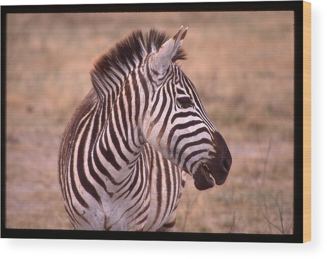 Africa Wood Print featuring the photograph Camera Shy Zebra by Russ Considine