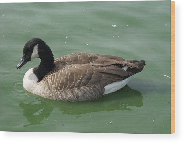  Wood Print featuring the photograph Canada Goose by Heather E Harman