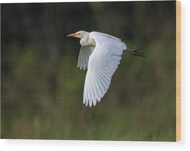 Cattle Egret Wood Print featuring the photograph Cattle Egret in flight by Rick Mosher