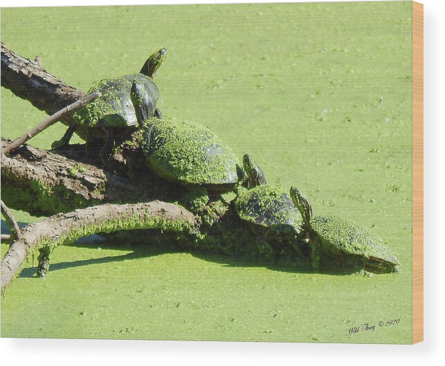 Painted Turtle Wood Print featuring the photograph Chain Sunning by Wild Thing